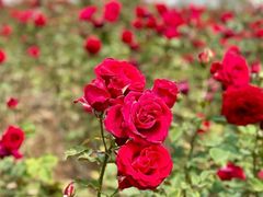 -玫瑰海岸文化旅游度假区