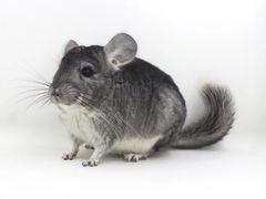 -龙猫仔乐园(惠福东路店)