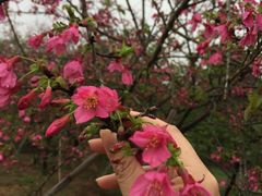 -天适樱花悠乐园