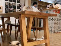 大堂-猫小主咖啡·猫咖cat cafe(福田店)