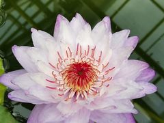 -国家植物园