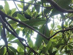 -塘栖枇杷特色园区