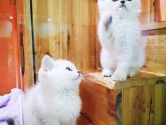 -十年猫舍·猫咪专门店(普陀店)