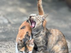 -蔡氏古民居建筑群