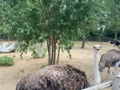 -大连森林动物园