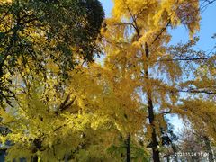 -四川大学(华西校区)