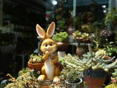 -曲阳花鸟市场(曲阳路店)