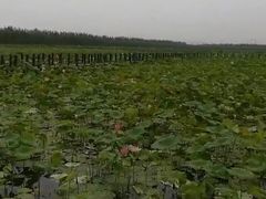 -西青郊野公园