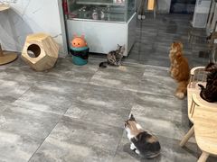 -楼上猫咖(罗湖店)