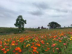 -空港花田景区