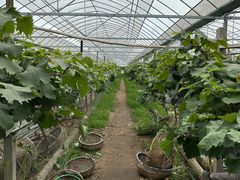 -马陆小张葡萄园农家乐