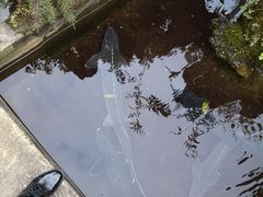 -源泉冷水鱼庄(小鱼洞店)