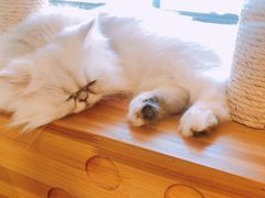 -more than meow吴止猫主题餐厅(承德 中船汇店)