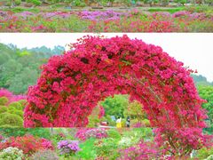 -莲花山公园