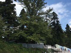 连理树-径山寺