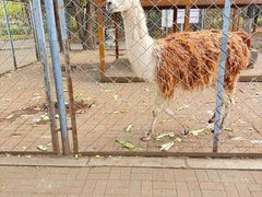 -长白岛森林公园