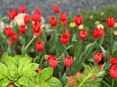 -深圳市中科院仙湖植物园