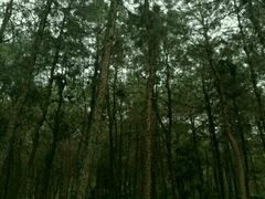 -铁山坪森林公园