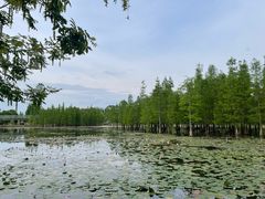 -白鹭湾湿地公园