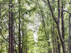 -昆山城市生态森林公园