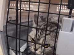 -瑞派康怡24h宠物医院·犬猫医疗中心·微创绝育(瑞景分院)