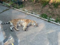 -大连森林动物园