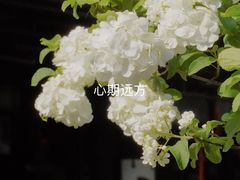 -沧浪亭