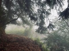 -武陵山森林公园