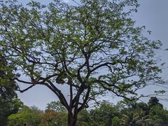 -中国科学院西双版纳热带植物园