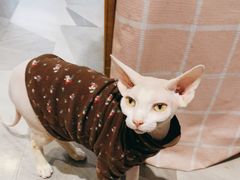 -爱宠屋pet shop·宠物洗澡·宠物美容