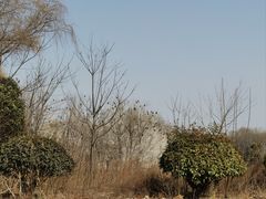 -西安浐灞国家湿地公园