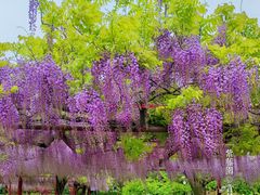 -嘉定紫藤园