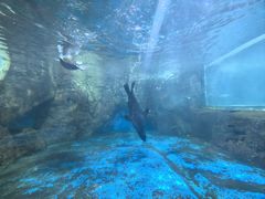 -洛阳龙门海洋馆