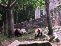 -都江堰中华大熊猫苑