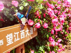 -上海滨江森林公园