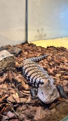 -Zoolung Zoolung动物主题公园(海信广场店)