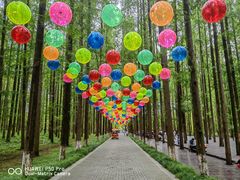 -黄海国家森林公园