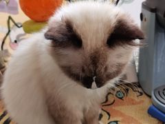 -平行世界·猫咖(首经贸店)