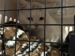 -中农国际动物医院24小时·猫科·骨科·急重症中心