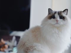 -佐罗家宠物馆·猫文化馆(紫霞路店)