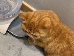-飞行喵MR PILOT|猫舍·猫咖(静安大融城店)