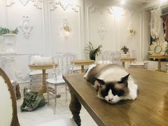 -共舞时光猫咖·狗咖(新街口店)