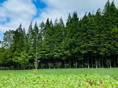 -日照海滨国家森林公园