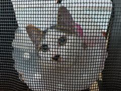 -纳吉亚猫专科动物诊疗中心(蒋宅口分院)