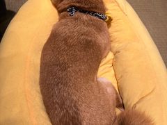 -逗柴咖啡屋·狗咖猫咖宠物桌游