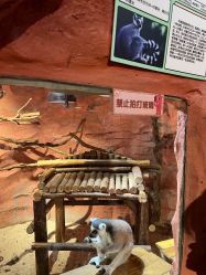 -Zoolung Zoolung动物主题公园(海信广场店)