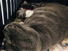 -伟伟宠物医院·CT影像中心·瑞派犬猫综合性门诊(汉口总院)