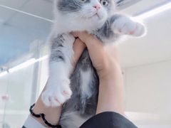 -lincat·猫舍(广州店)