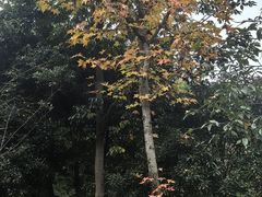 -成飞公园