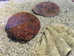 -北戴河圣蓝海洋公园